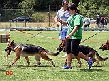 cucciolone-femmine-ina-del-catone-e-corena-d-altavilla