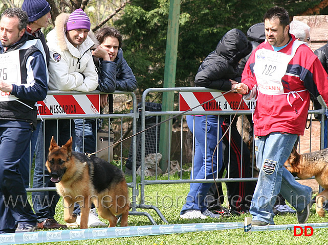 carol-di-federico-II-di-svevia.jpg - Classe Cucciolone femmine Carol di Federico II di Svevia