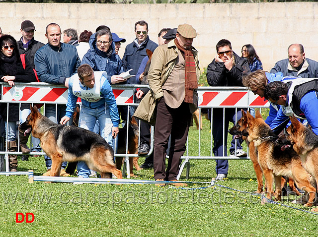 classe-cucciolone-femmine.jpg - Classe cucciolone femmine