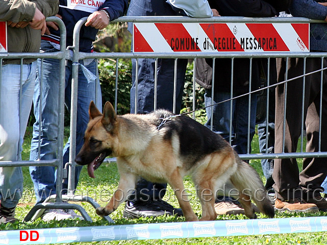 hanka-di-casa-kaiser.jpg - Giovanissime femmine Hanka di Casa Kaiser