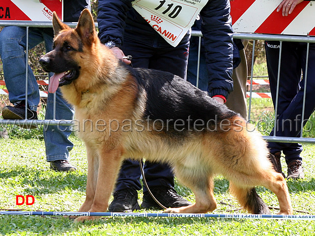 leo-dell-alto-pino-03.jpg - Leo dell'Alto Pin 3 MB Cuccioloni maschi