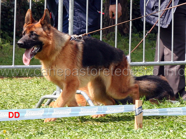 nera-blackhof-02.jpg - Nera Blackhof 9 MB Cucciolone femmine