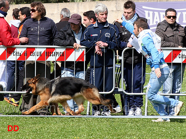 stella-vom-grafenbrunn-03.jpg - Stella vom Grafenbrunn
