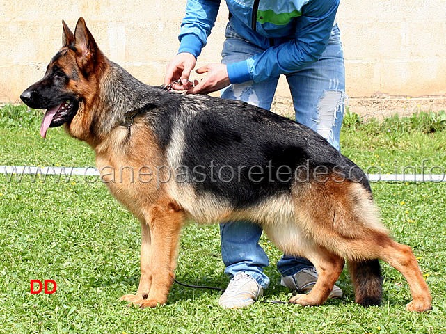 stella-vom-grafenbrunn-06.jpg - Stella vom Grafenbrunn 2 MB Cucciolone femmine