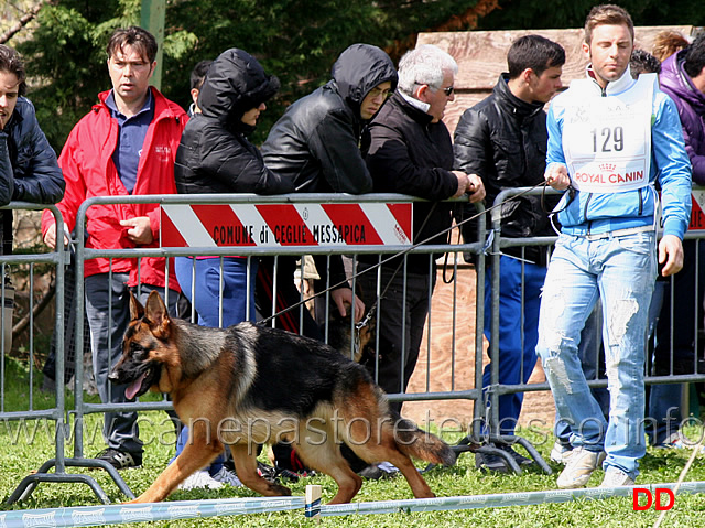 stella-vom-grafenbrunn.jpg - Classe Cucciolone femmine Stella vom Grafenbrunn