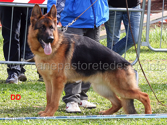 ulivo-del-rione-antico-07.jpg - Ulivo del Rione Antico 1 MB Giovanissimi maschi
