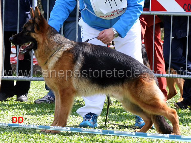 vitor-di-casa-adamo-07.jpg - Vitor di Casa Adamo 1 MB Cuccioloni maschi