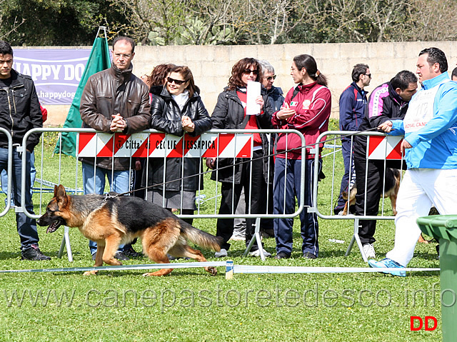 vitor-di-casa-adamo.jpg - Classe Cuccioloni maschi Vitor di Casa Adamo