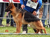 ulivo-del-rione-antico-06