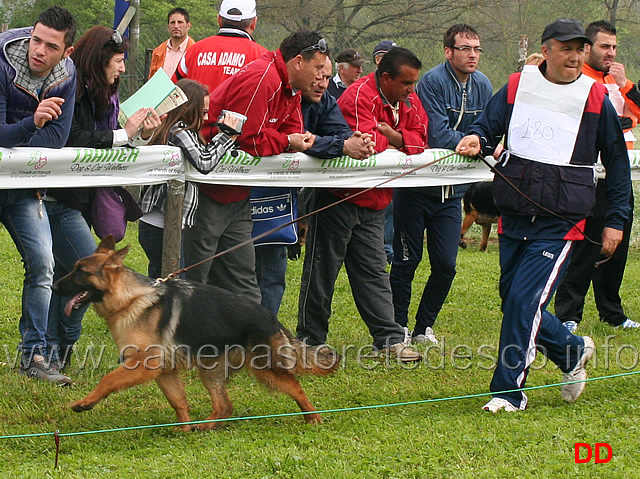 ambra.jpg - Juniores femmine Ambra