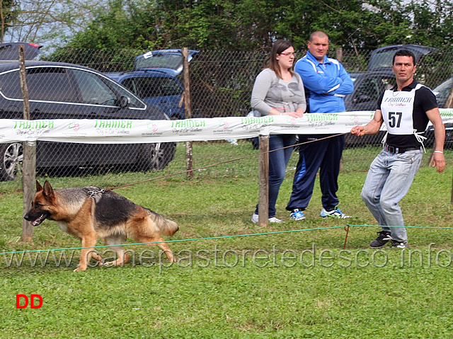 eva-di-camporeale.jpg - Giovani femmine Eva di Camporeale