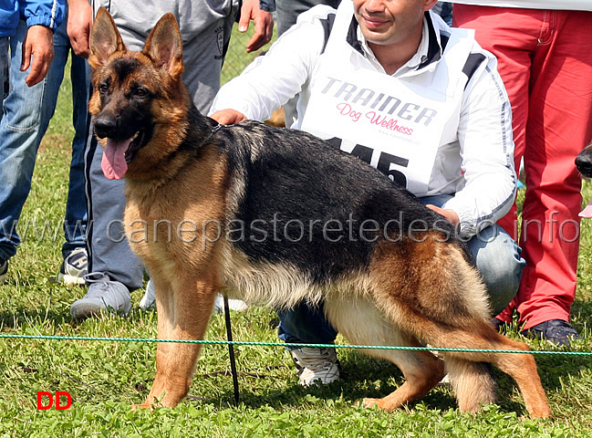 fenia-von-maikhus-05.jpg - Fenia von Maikhus 7 MB Cucciolone femmine