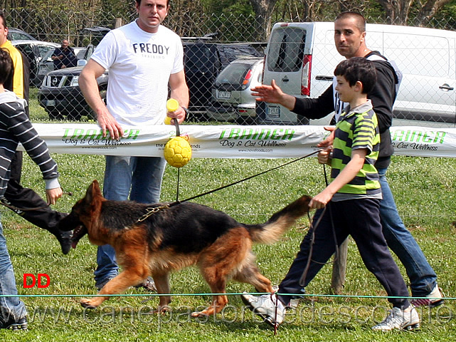 inka-dell-alto-pino-03.jpg - I giovani conduttori sfilano con le cucciolone. Inka dell'Alto Pino