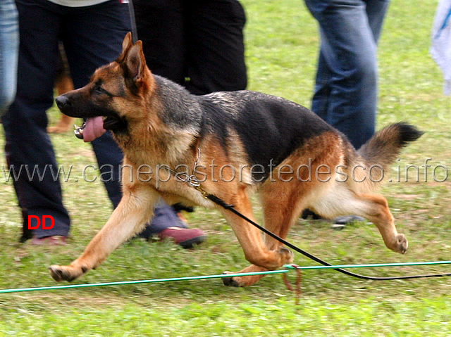nelli-02.jpg - Nelli senza conduttore