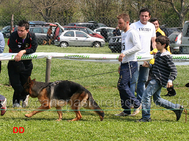 stella-von-grafebrunn-04.jpg - I giovani conduttori sfilano con le cucciolone. Stella von Grafenbrunn