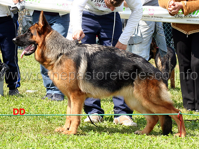 stella-von-grafebrunn-05.jpg - Stella von Grafenbrunn 2 MB Cucciolone femmine