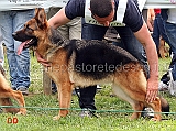 nelli-04