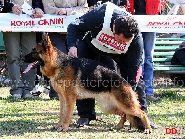 asia-di-camporeale-07.jpg - Giovanissime femmine 1 MB Asia di Camporeale