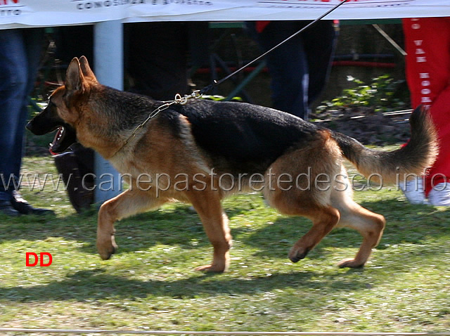 eva-di-casa-ines-02.jpg - Cucciolone femmine Eva di Casa Ines