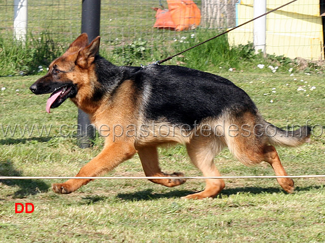 mora-dei-colli-di-uzzano-03.jpg - Cucciolone femmine Mora dei Colli di Uzzano