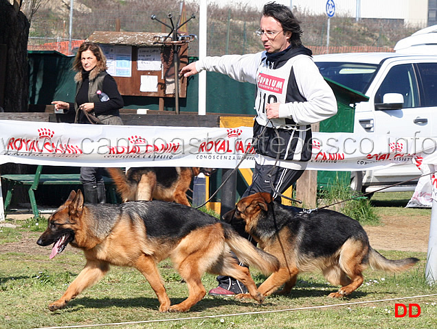 sally-di-catacium-e-mora-dei-colli-di-uzzano-02.jpg - Cucciolone femmine Sally di Catacium e Mora dei Colli di Uzzano