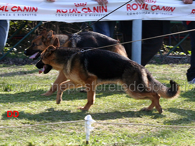 xita-di-casa-max-e-aura-bea-02.jpg - Cucciolone femmine Xita di Casa Max e Aura Bea