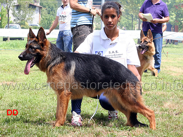aiko-dell-archetipo-2MB-cuccioloni-maschi.jpg - Cuccioloni maschi Aiko dell'Archetipo 2 MB