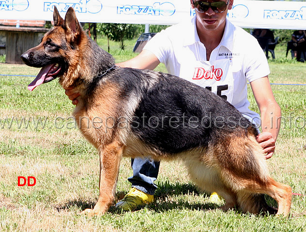 america-di-casa-arcaro-3MB-cucciolone-femmine.jpg - Cucciolone femmine America di Casa Arcaro 3 MB