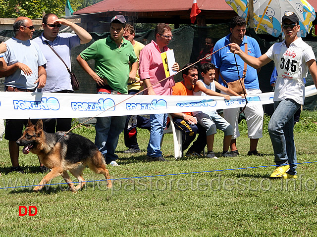 america-di-casa-arcaro.jpg - Cucciolone femmine America di Casa Arcaro