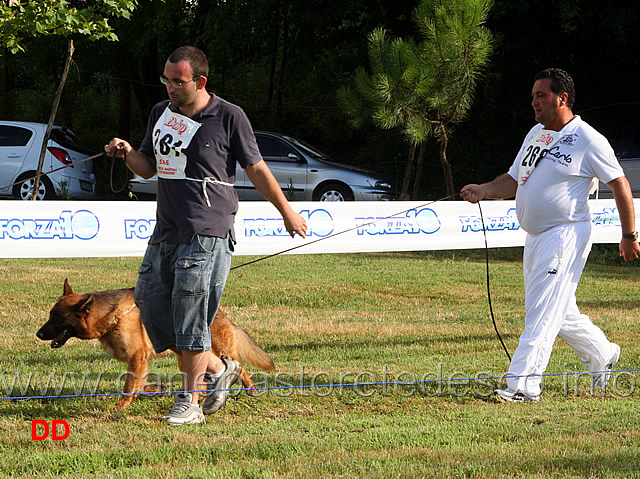 brenda-di-camporeale.jpg - Giovani femmine Brenda di Camporeale