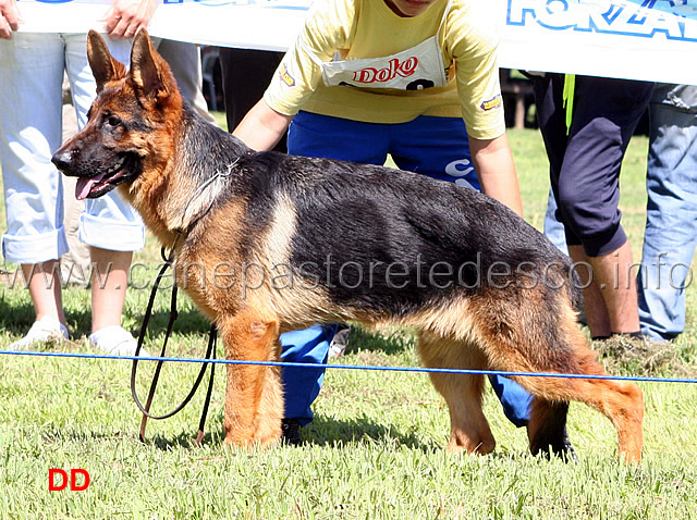 gamon-starke-schloss-6MP-juniores-maschi.jpg - Juniores maschi  Gamon von Starke Schloss 6 MP