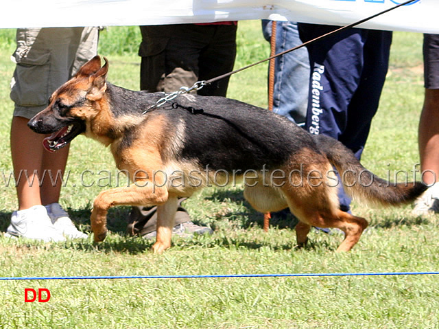 ira-degli-iapigi-02.jpg - Cucciolone femmine Ira degli Iapigi