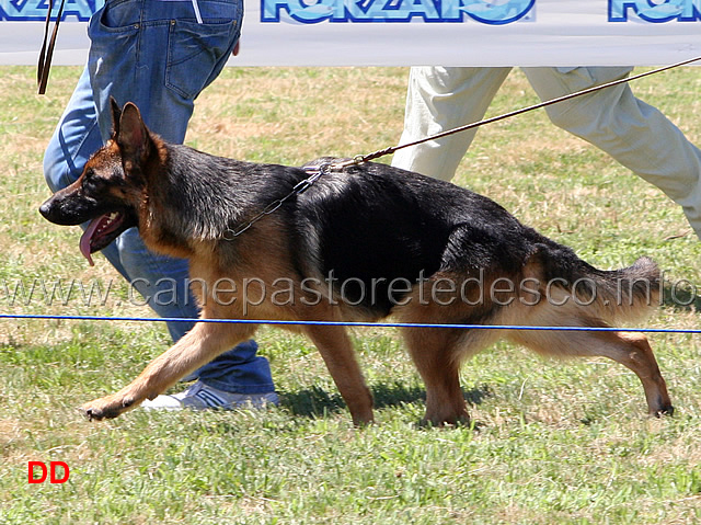 ira-degli-iapigi-04.jpg - Cucciolone femmine Ira degli Iapigi
