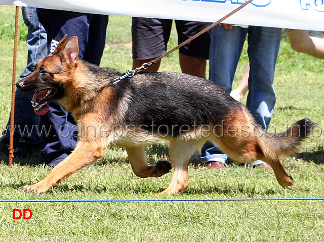nelly-03.jpg - Cucciolone femmine Nelly