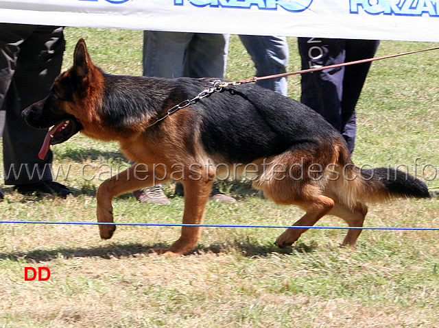 porto-zum-gigelfelsen-02.jpg - Cuccioloni maschi Porto zum Gigelfelsen