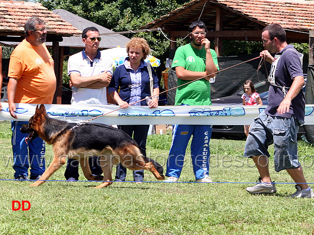 porto-zum-gigelfelsen-03.jpg - Cuccioloni maschi Porto zum Gigelfelsen