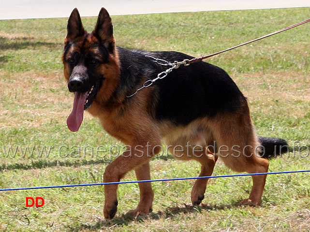 porto-zum-gigelfelsen-05.jpg - Cuccioloni maschi Porto zum Gigelfelsen