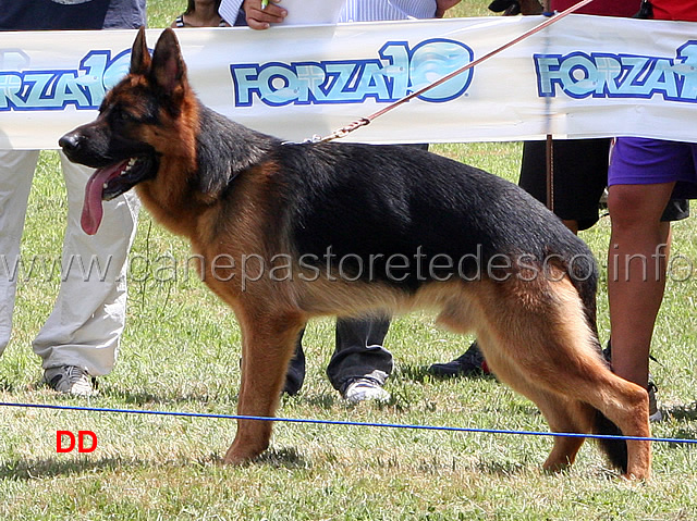 porto-zum-gigelfelsen-1MB-cuccioloni-maschi.jpg - Cuccioloni maschi Porto zum Gigelfelsen 1 MB