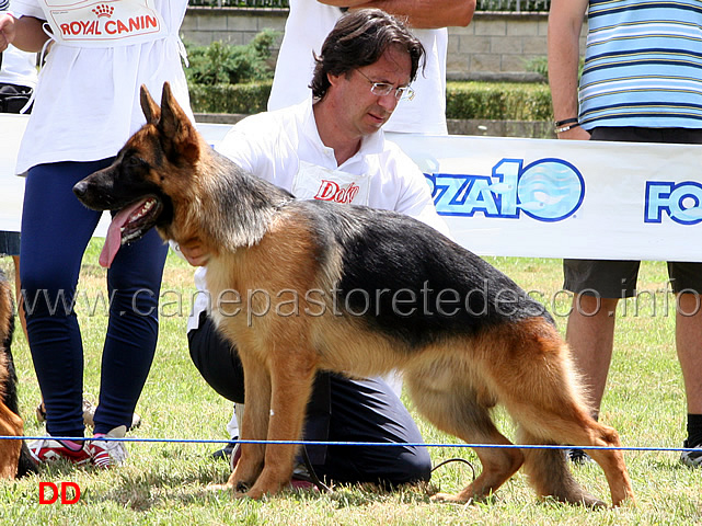 roy-del-reventino-3MB-cuccioloni-maschi.jpg - Cuccioloni maschi Roy del Reventino 3 MB