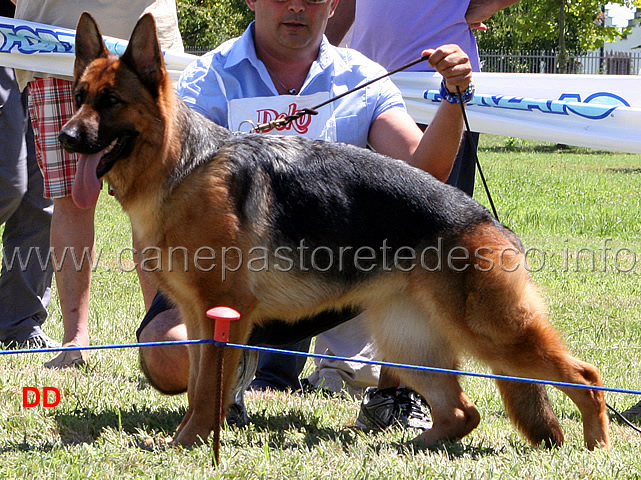 yuma-dei-monti-della-laga-1MB-cucciolone-femmine-.jpg - Cucciolone femmine Yuma dei Monti della Laga 1 MB