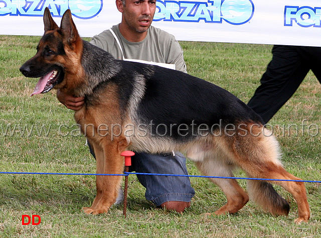 zago-del-timius-3MB-giovanissimi-maschi-.jpg - Giovanissimi maschi Zago del Timius 3 MB