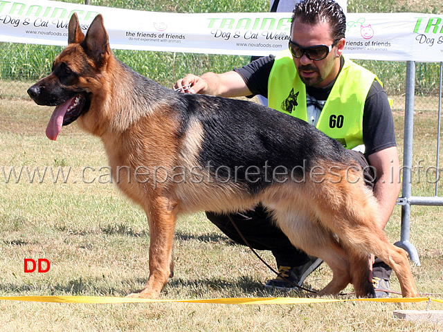 dorian-team-gaudi-03.jpg - Dorian Team Gualdi 1 MB Cuccioloni maschi