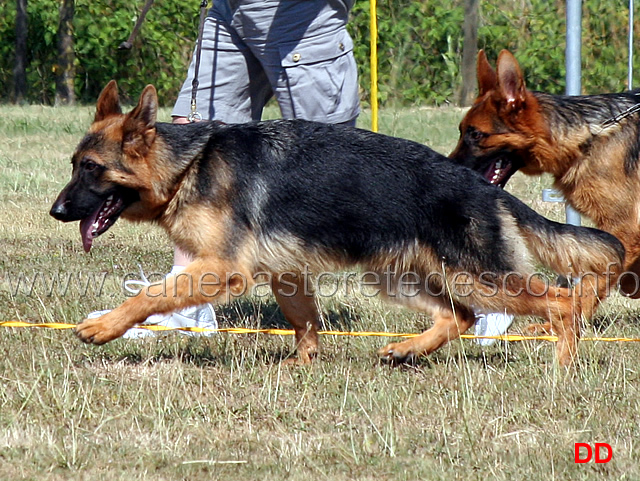 juniores-fox-di-casa-montello.jpg - Fox di Casa Montello