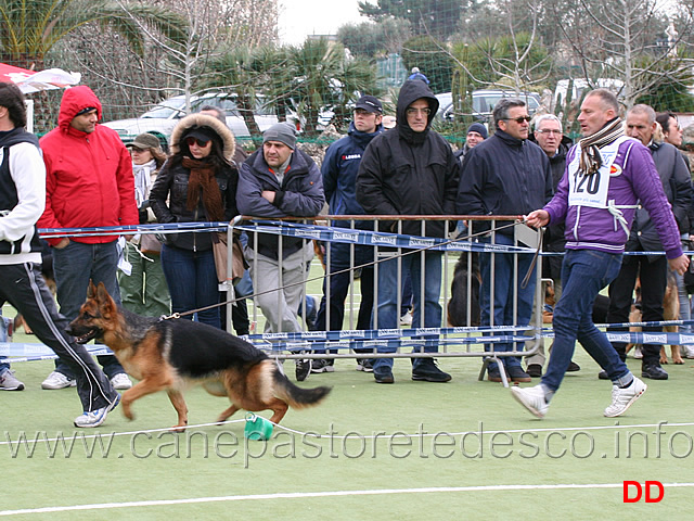 cucciolone-femmine-cindy-della-bocca-del-vesuvio.jpg - Cucciolone femmine Cindy della Bocca del Vesuvio 