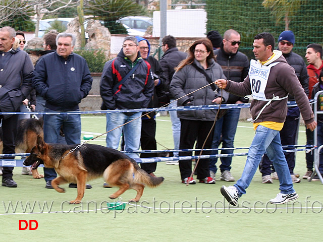 cucciolone-femmine-enia-di-casa-raimondo.jpg - Cucciolone femmine Enia di Casa Raimondo 