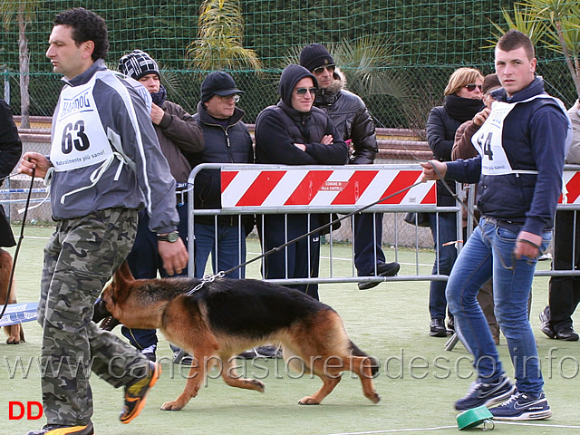 giovanissime-femmine-lara-di-casa-kaiser.jpg - Giovanissime femmine Lara di Casa Kaiser 