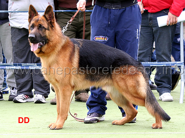 owen-di-torre-saturo-2mb-cuccioloni-maschi-02.jpg - Owen di Torre Saturo 2 MB Cuccioloni maschi 