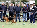 cucciolone-femmine-oxa-di-torre-saturo