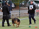 cuccioloni-maschi-odin-di-torre-saturo