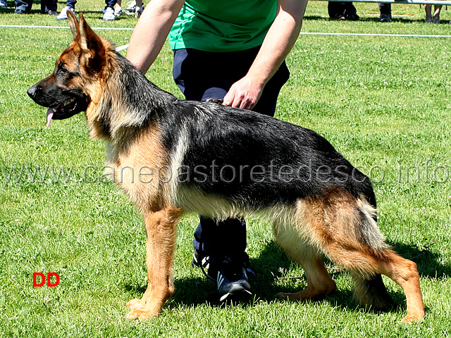 angelina-lucas.jpg - Angelina Lucas 5MB Cucciolone femmine